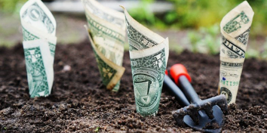 Money Garden